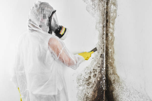 Best Kitchen Mold Remediation in Colonial Rk, PA